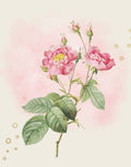 Vintage botanical illustration of pink roses with green leaves on a cream background with a soft pink watercolor wash and subtle gold circle accents.
