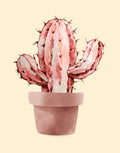 A watercolor-style illustration of a pinkish cactus in a terracotta-colored pot, centered on a pale cream background.