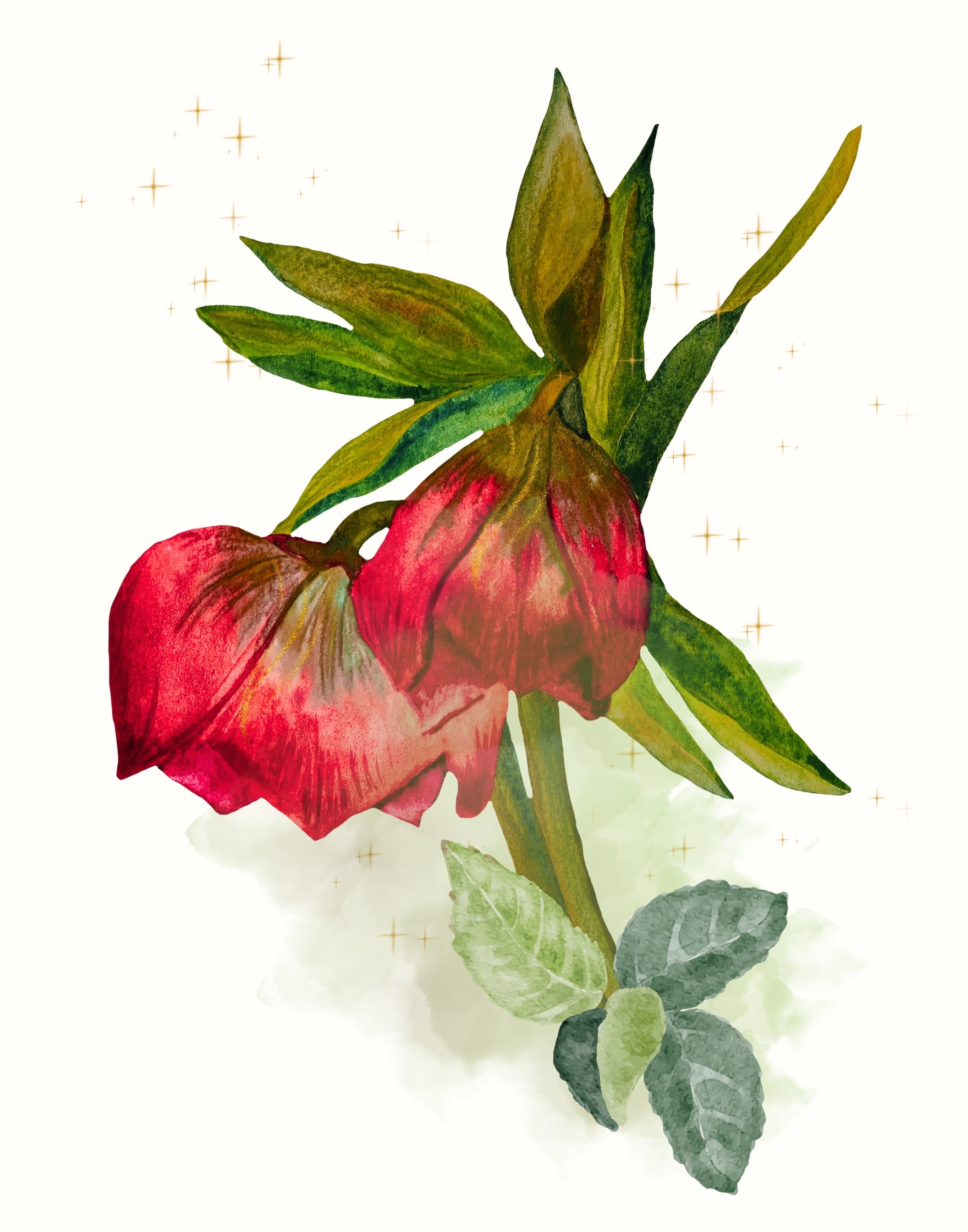 Watercolor-style botanical illustration of two red hollyhock flowers with green leaves on a white background with subtle gold star accents.