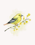 Watercolor-style illustration of a small yellow bird perched on a thin brown branch with yellow berries, set against a very light cream background.