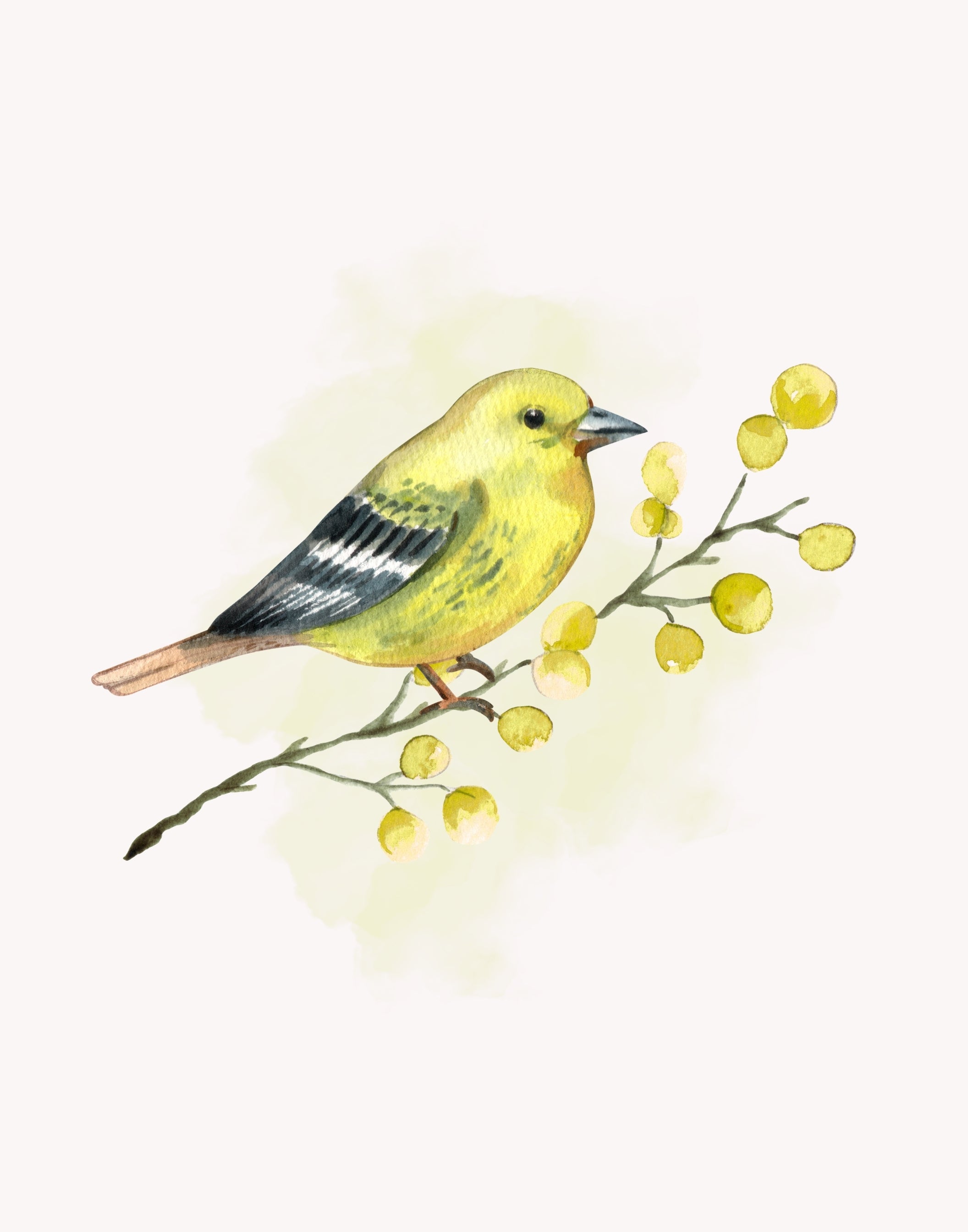 Watercolor-style illustration of a small yellow bird perched on a thin brown branch with yellow berries, set against a very light cream background.