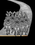 A black and white graphic print featuring a herd of zebras walking along a curved gray path, set against a solid black background with a thin gold line at the bottom.